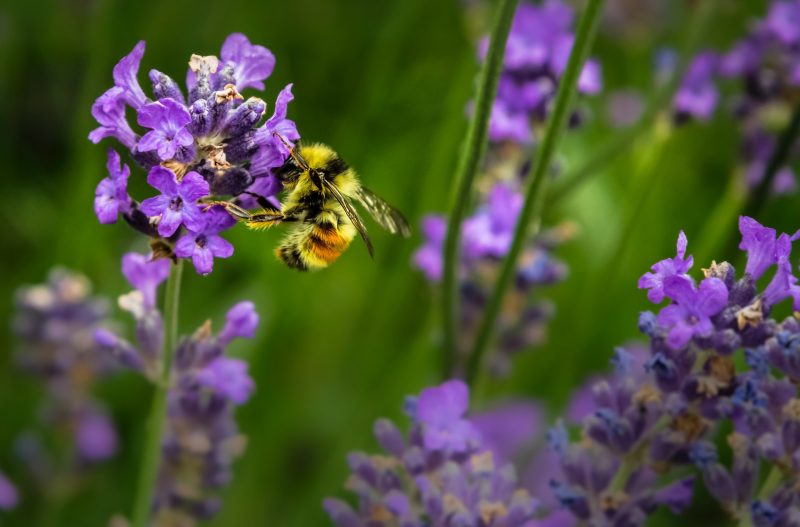 Bee on lavender. Credit: Jenna Lee, Unsplash