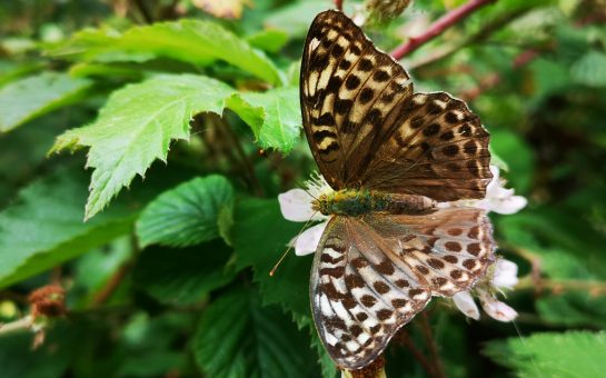 Brown butterfly on a leaf