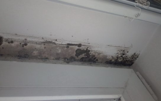 Indoor mould