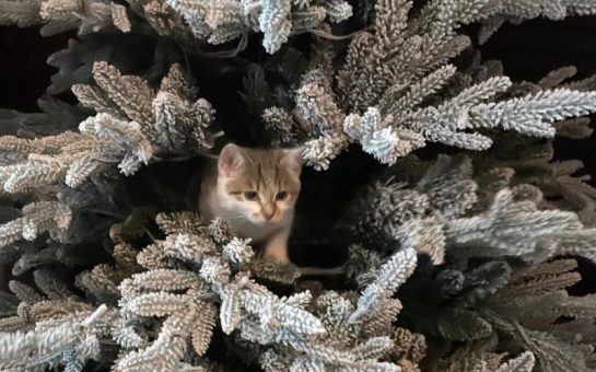 A small grey and white kitten sits in a Christmas tree.